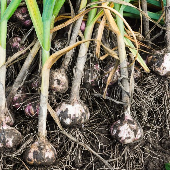 Harvesting garlic in the garden Harvesting garlic in the garden