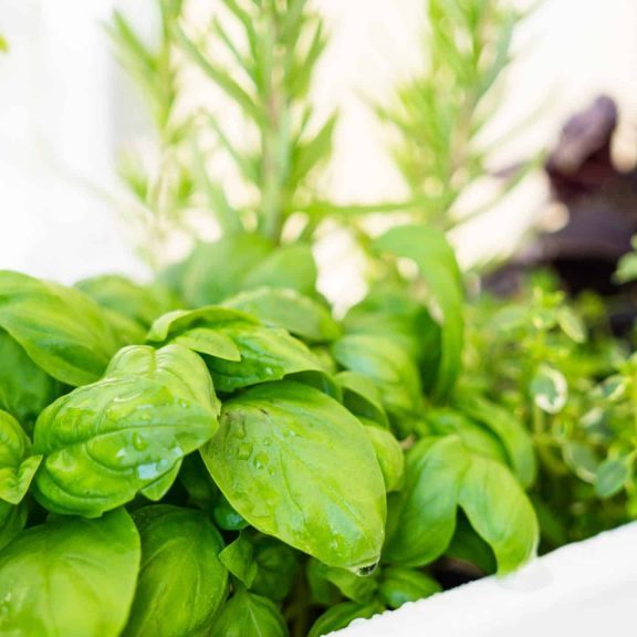 Mixed fresh aromatic herbs growing in pot, urban balcony garden with houseplants closeup, basil, thyme and rosemary leaves