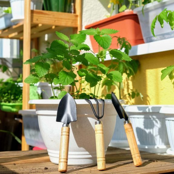 concept of Mint in a pot with garden tools prepared for planting concept of Mint in a pot with garden tools prepared for planting on the balcony in natural conditions as a hobby of a business person against the background of many planted green plants on Sunny day