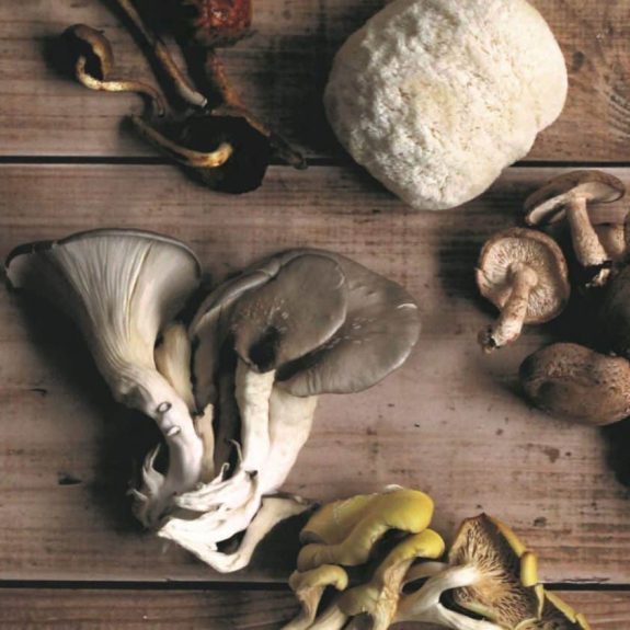 mushrooms_web