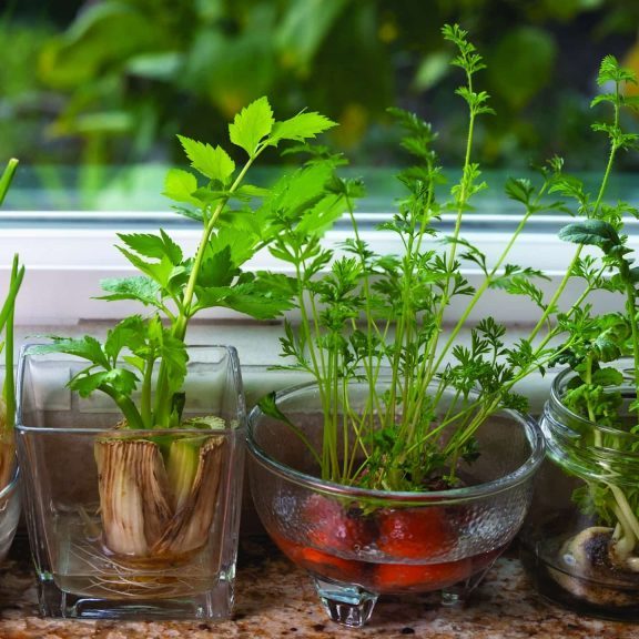 Glass,Dishes,With,Herbs,And,Plants,Growing,In,Indoor,Water Glass dishes with herbs and plants growing in indoor water garden at granite kitchen counter near window.